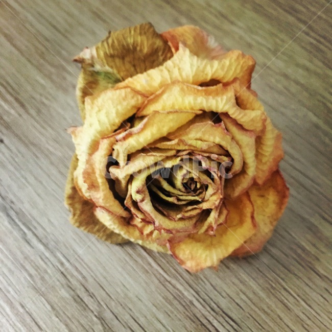 꽃,flower,장미,rose,plant,식물,blossom,선물,취미,사랑,노랑,yellow