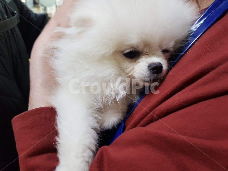 포메,포메라이언,강아지,졸림,귀여운,동물,animal,포유류,mammal,개,강아지,dog,doggy
