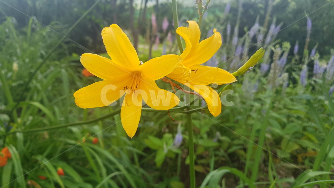 꽃,초록,자연,풀,nature,plants,green,여름,summer,낮,색감,생동감,flower,노란색