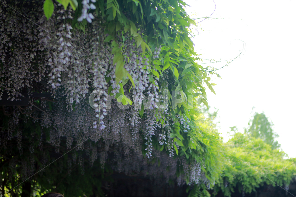 등나무꽃,꽃,등나무,flower,봄꽃
