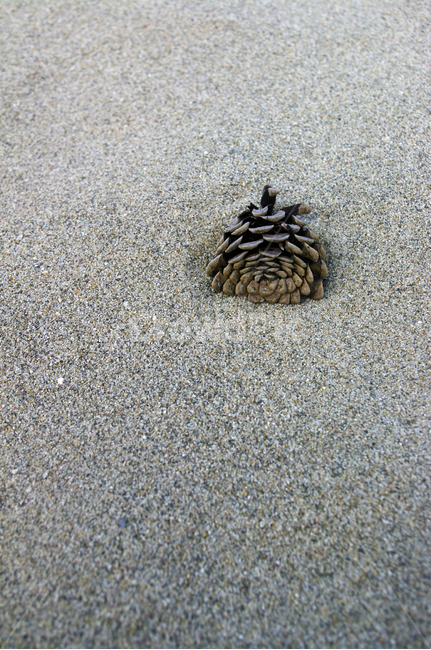 모래사장,모래,솔방울,해변,sand,해변,바다,beach,sea
