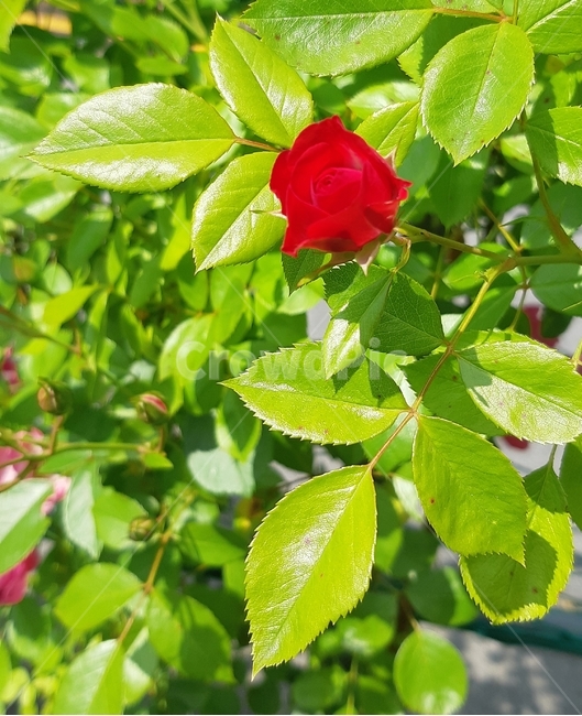 장미,꽃,빨간장미,작은장미,rose