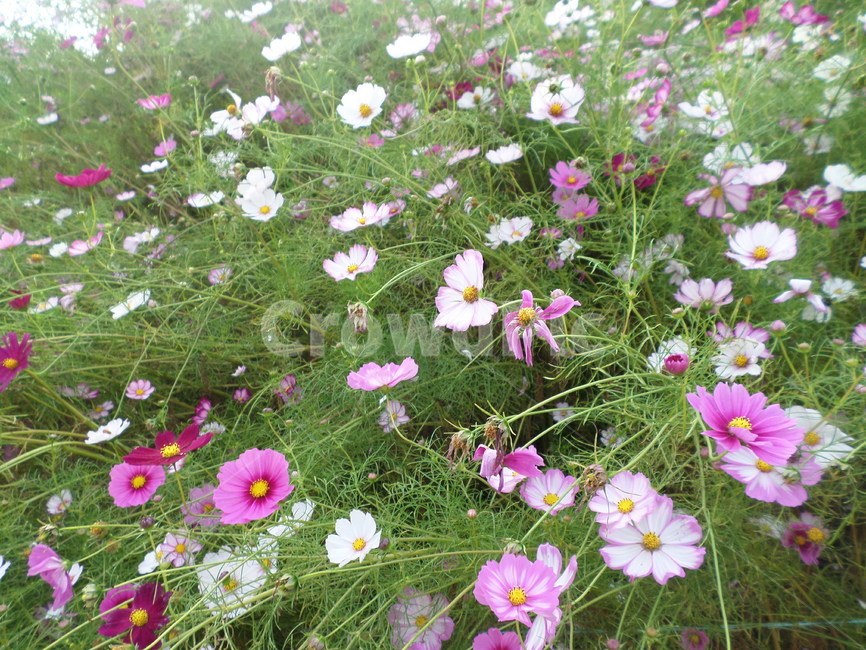 코스모스,가을,꽃,식물,자연,꽃밭,flower,plant