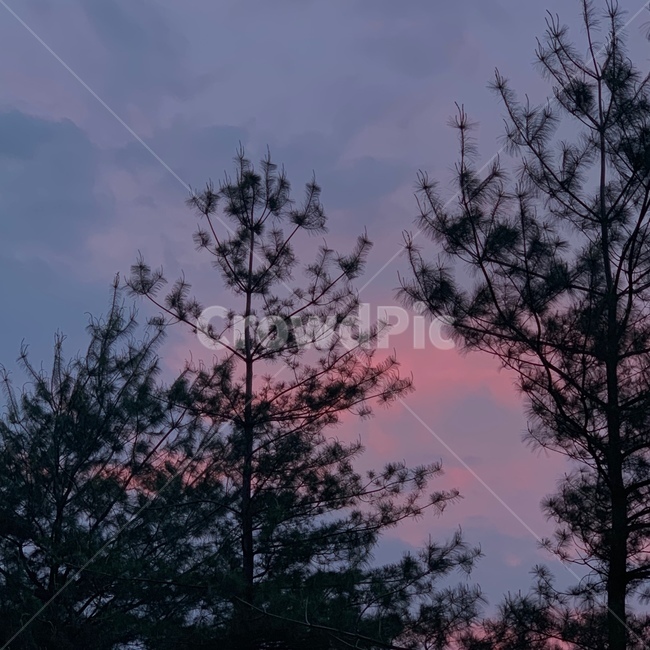 실루엣,전나무,plant,식물,tree,나무,노을
