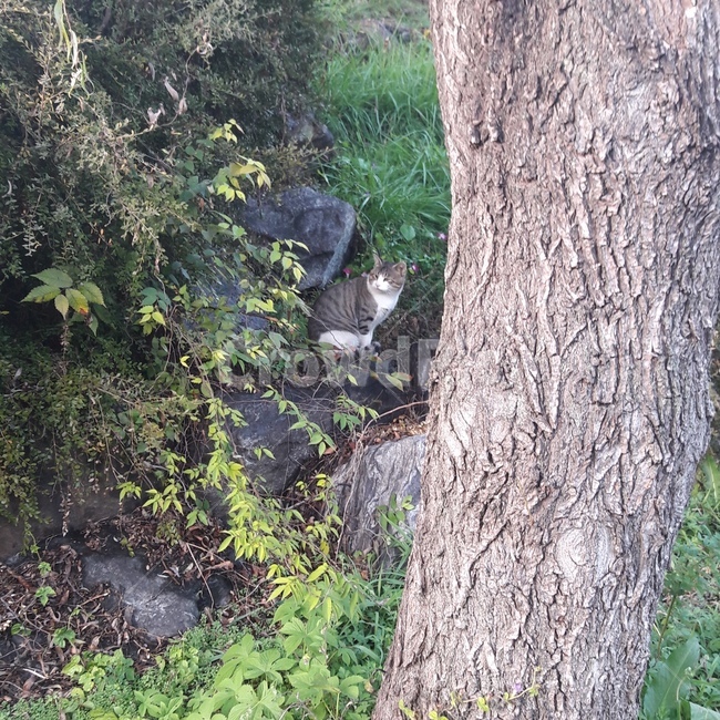 고양이,풀숲,자연,동물,길고양이,풀,animal,cat,nature,바위,돌,stone,alleycat,야옹이,감성,동물,animal,포유류,mammal,고양이,cat,kitten,kitty