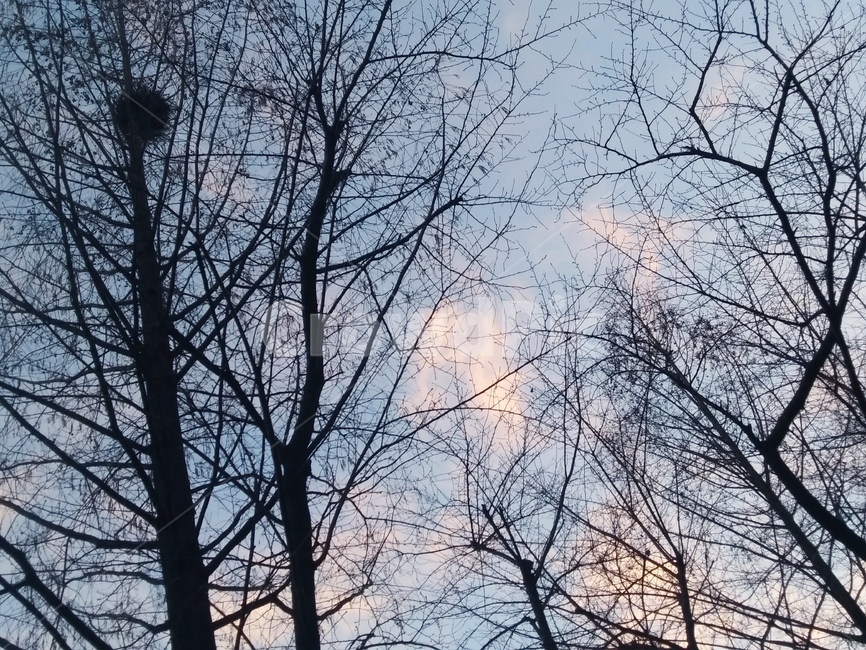 하늘,구름,둥지,겨울나무,에쁜풍경,자연,조화,파랑색,추위,바람,나뭇가지,오후,작년,마무리,겨울,계절,winter,season,식물,자연,plants,nature,나무,trees,wood