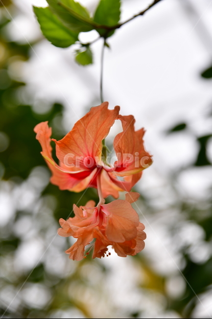 꽃,야생화,봄,여름,자연,수목원,식물,자연,plants,nature,꽃,flower
