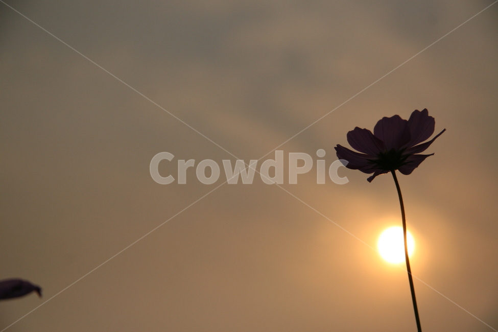 하늘,역광,코스모스,꽃,해,light,빛,가을,가을,계절,fall,autumn,season,식물,자연,plants,nature,꽃,flower