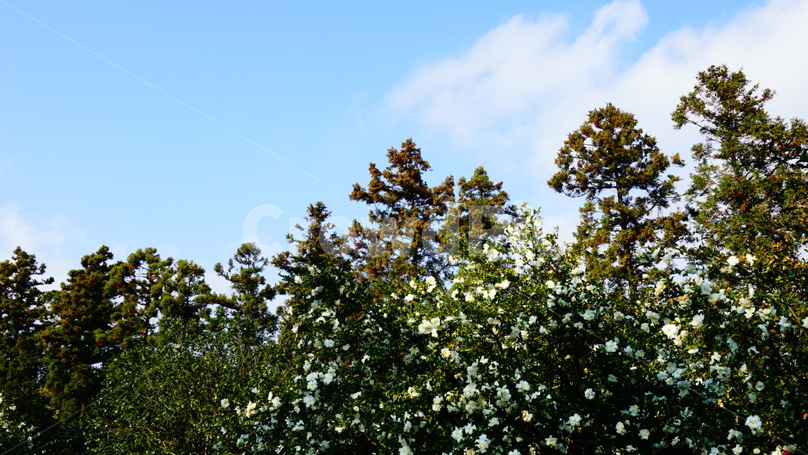 plant,식물,tree,나무,하늘,구름