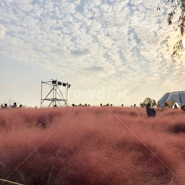 자연,nature,핑크뮬리,핑크,풍경,식물,plant,pink,한옥,건축물,한옥마을,북한산,building,architecture,traditional