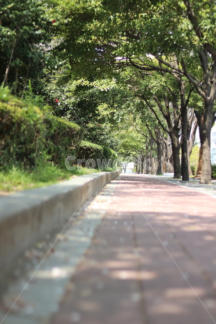 outdoors,옥외,정원,garden,가로수