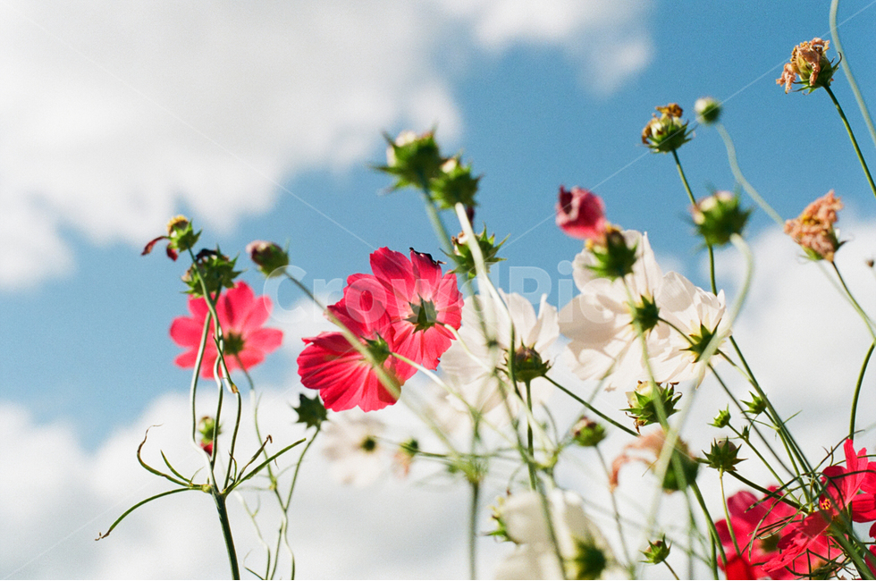 하늘,가을,코스모스,꽃,필름,감성사진,가을,계절,fall,autumn,season,식물,자연,plants,nature,꽃,flower,색깔,색상,색채,색감,color sense,color sensitivity,feeling of color,plant
