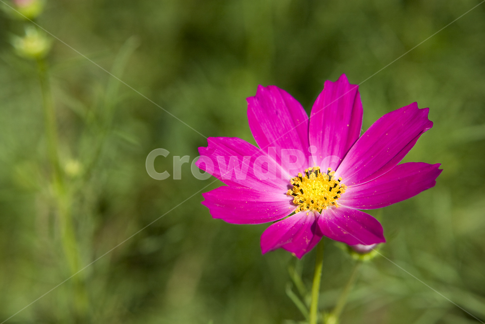 꽃,flower,가을,코스모스,계절,날씨,색,color
