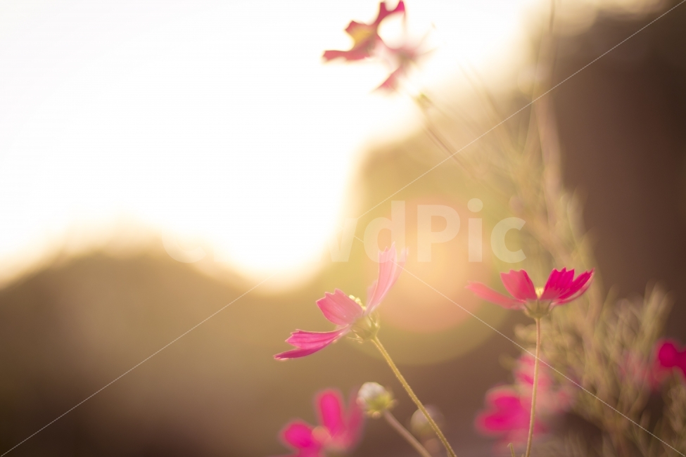 코스모스,역광,풍경,꽃,플레어,가을,계절,fall,autumn,season,식물,자연,plants,nature,꽃,flower,휴식,힐링,rest,relaxation,healing,감성,sensible,feeling,plant,leaf,잎