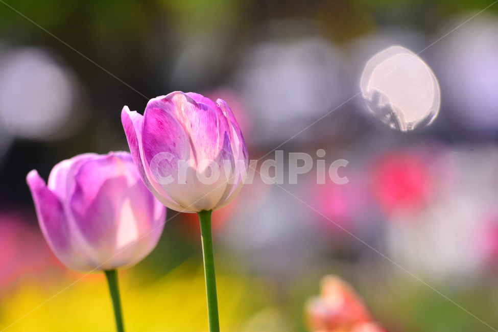 튤립,봄꽃,tulip,보케,봄이미지,봄날,spring,튤립축제,구근식물,flowers,식물,아름다운,공원,꽃축제,배경,바탕,beautiful,예쁜,화려한,가든,화단,정원,garden,빛망울,두송이,핑크색,연분홍색,봄,계절,spring,season,식물,자연,plants,nature,꽃,flower,plant