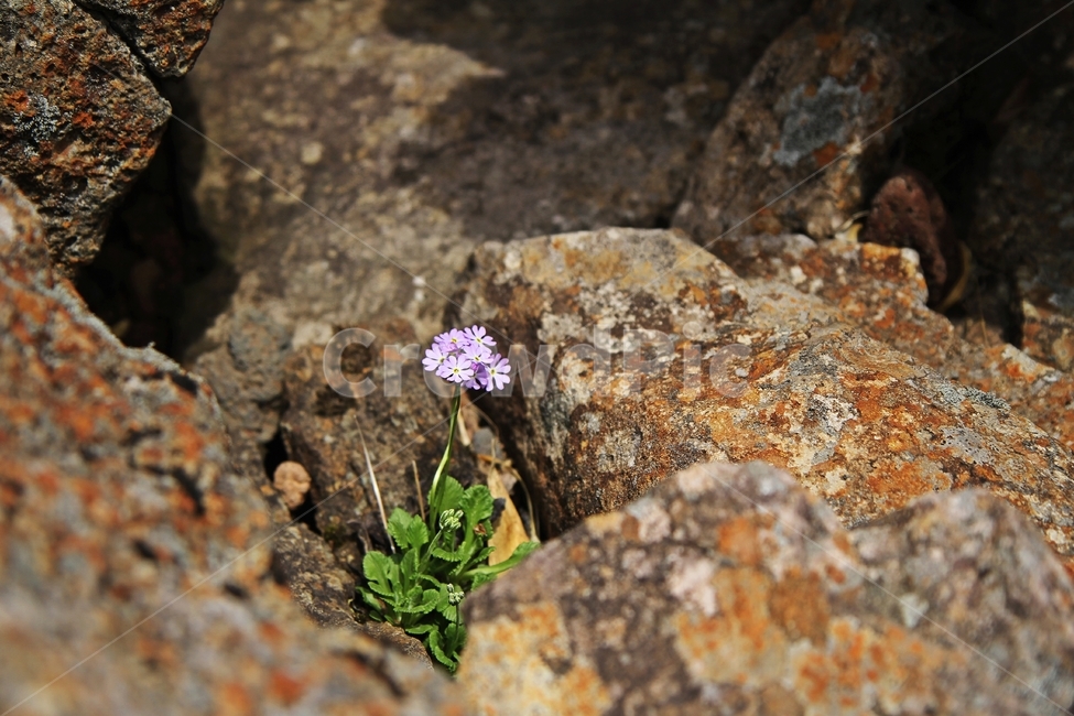 설앵초꽃,식물,자연,한라산꽃,꽃,감성사진,식물,자연,plants,nature,꽃,flower