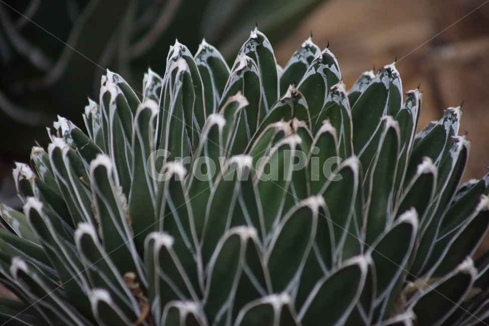 흰줄세설,용설란,세설금,agavevictoriaereginae,agave
