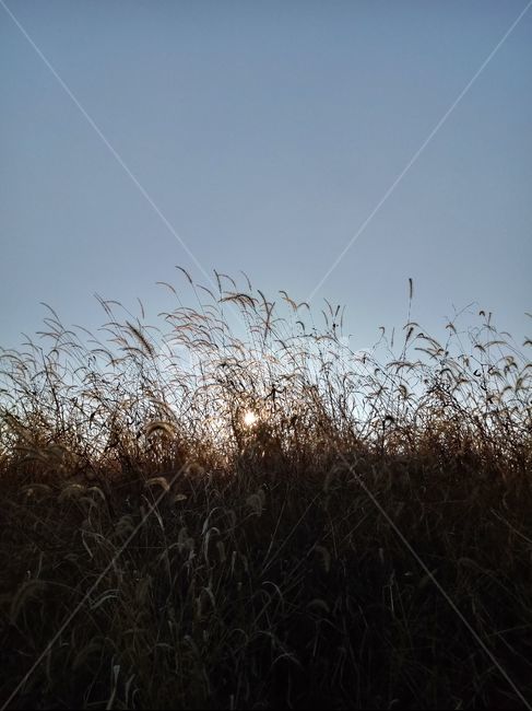 grass,plant,식물,갈대,reed,역광,풍경,식물,자연,plants,nature