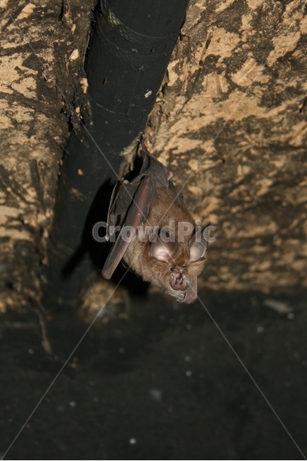 관박쥐,한국관박쥐,포유류,야생동물,동굴동물,야행성,동물,animal,포유류,mammal
