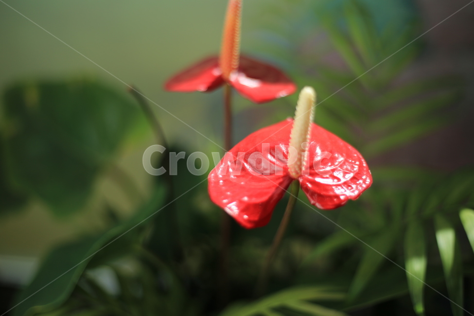 안스리움,꽃,식물,자연,빨간꽃,꽃,flower
