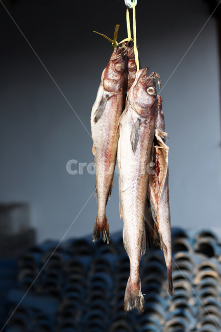 동태,동태건조,생선,수산물,코다리,북어,음식,식재료,요리,food,cook,meal,dishes,food reserves,수산물,해산물,fishery products,seafood