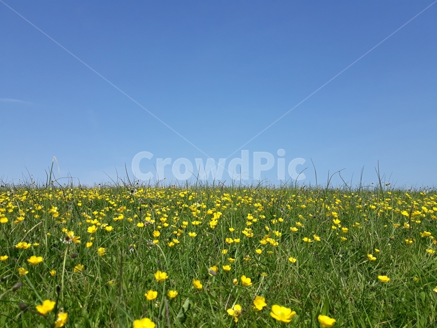 잔디,꽃,언덕,맑음,평화,따스함,하늘,영국,theuk,클리브던,clevedon,peaceful,relaxation
