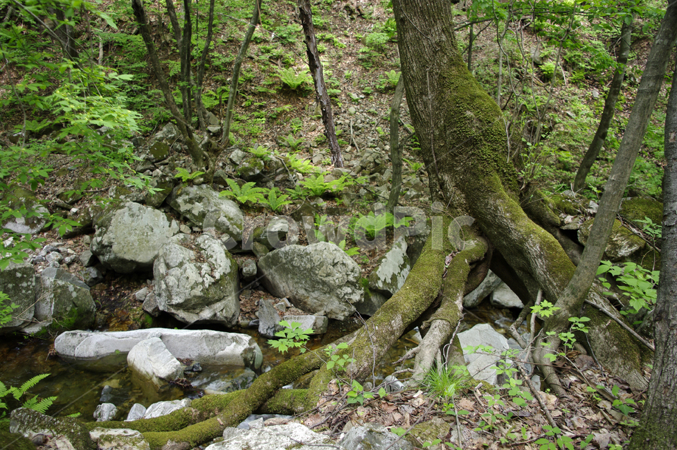 숲,풍경,나무,식물,초록,바위,자연,풍경,nature,landscape,plant