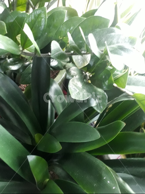 알로에,식물,알로에풀,풀,식물류,초록,화초,생화,식물,자연,plants,nature