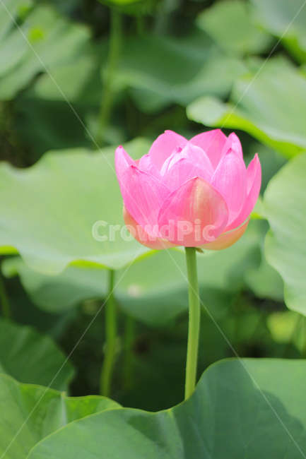 plant,식물,blossom,꽃,flower,lotus,연꽃,nature,자연,식물,자연,plants,nature,꽃,flower