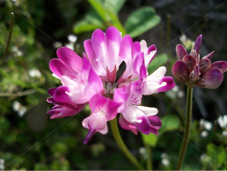 자운영,꽃,봄,야생화,식물,식물,자연,plants,nature,꽃,flower
