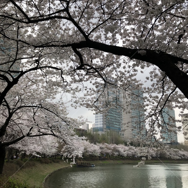 잠실벚꽃,석촌호수,송파구,벚꽃,봄나들이
