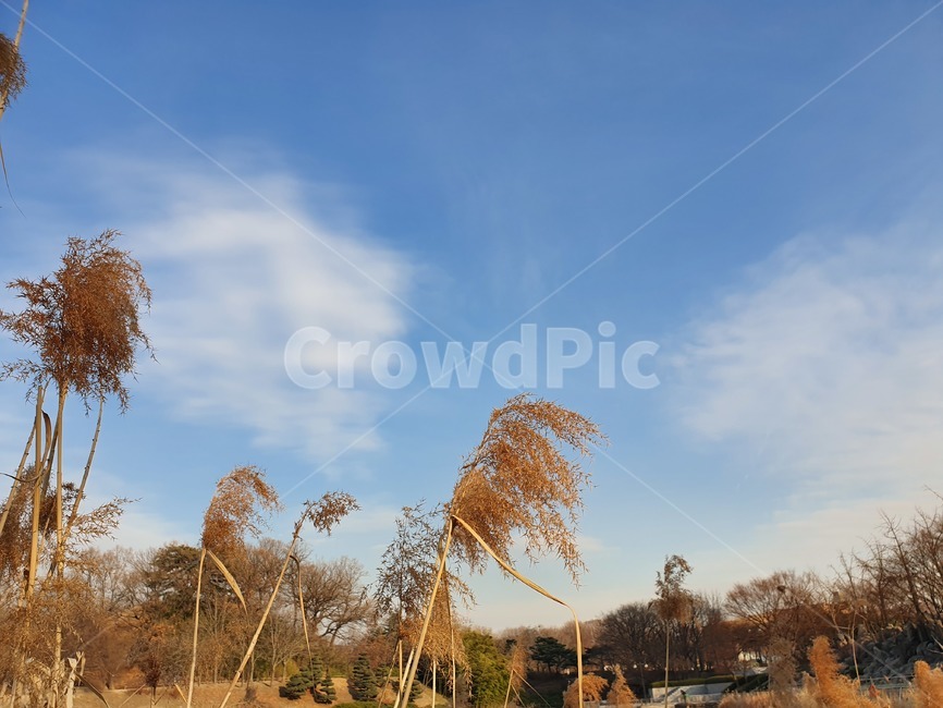 가을,갈대,하늘,바람,autumn,가을,계절,fall,autumn,season,자연,풍경,nature,landscape,grass,잔디,plant,식물,lawn
