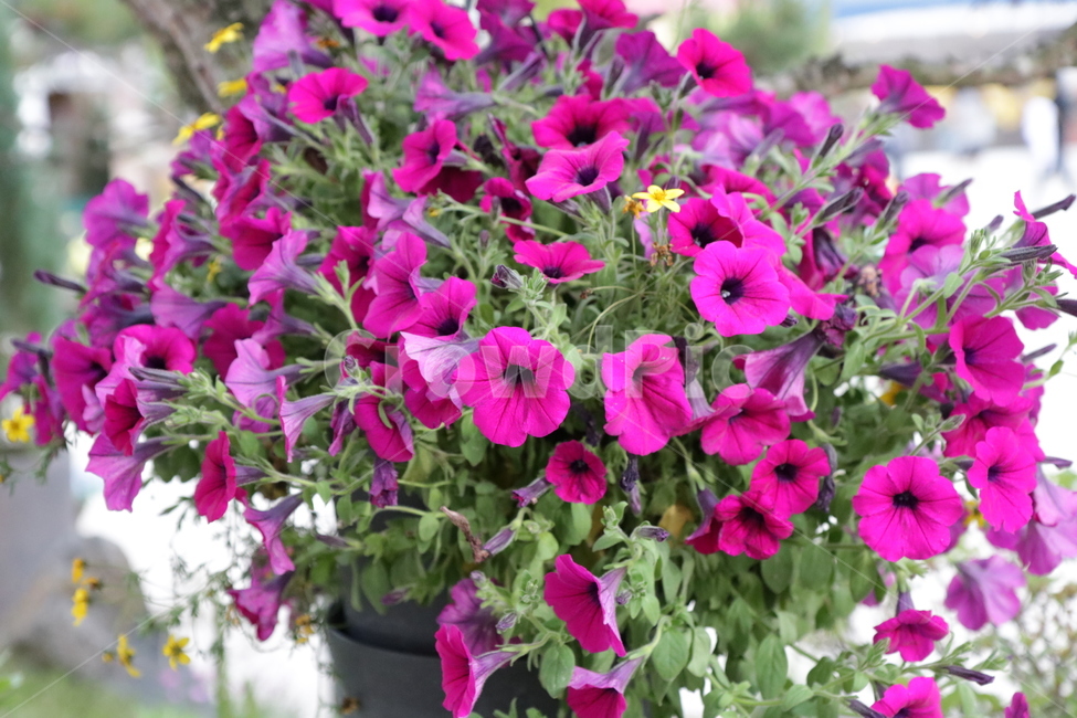 꽃,봄꽃,허브꽃,보라색꽃,꽃화분,식물,자연,plants,nature,꽃,flower