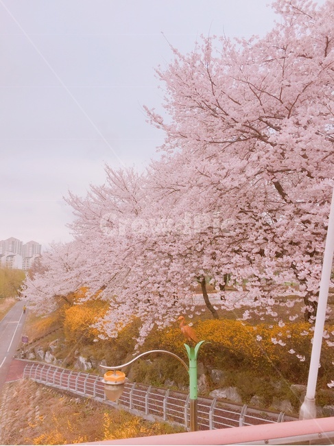 blossom,꽃,flower,벚꽃,벛꽃나무,식물,자연,plants,nature,꽃,flower