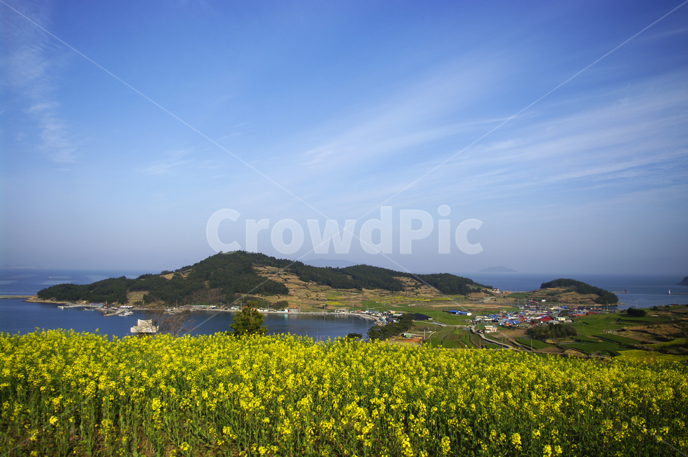 유채꽃,꽃밭,꽃,flower,계절,봄,spring,하늘,구름,풍경,마을,산,밭,시골,청산도,봄,계절,spring,season,자연,풍경,nature,landscape,한국자연풍경,한국자연경관,korea nature landscape,grassland,목초지,outdoors,옥외,field,들