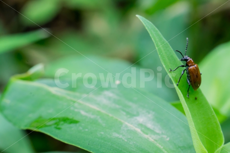 벌레,곤충,생물,딱정벌레,자연,bug,insect,동물,animal,곤충,벌레,insect,bug
