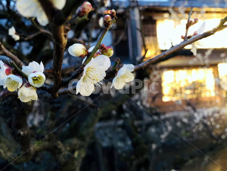 매화,꽃,봄꽃,교토,일본,flower,springflower,kyoto,anumeflower,japaneseapricotflower,japan,japanese