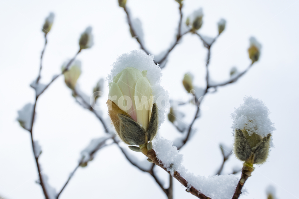 봄,꽃,눈,목련,꽃나무,봄,계절,spring,season,겨울,winter,식물,자연,plants,nature,꽃,flower,outdoors,옥외,snow,ice,빙