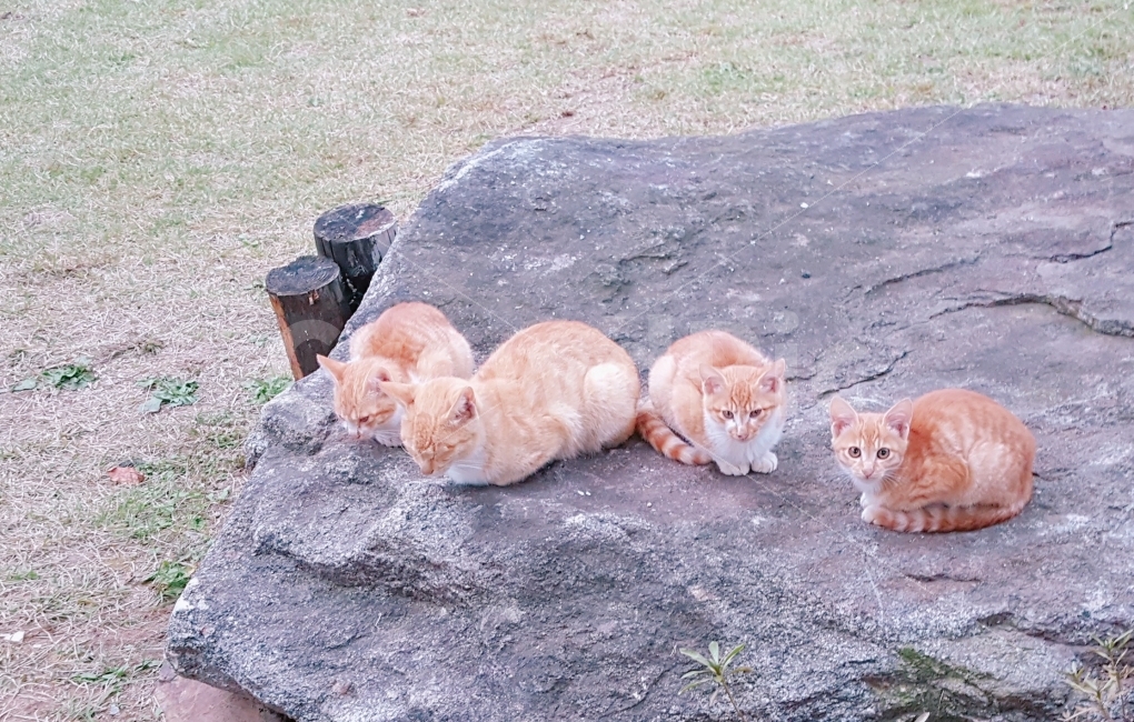 고양이,동물,자연,힐링,반려동물,가족,동물보호,길고양이,쌍둥이,형제,자매,친구,nature,animal,cat,동물,animal,포유류,mammal,고양이,cat,kitten,kitty,가족,패밀리,family