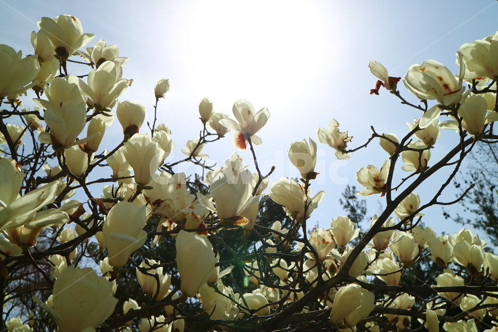 목련,목련나무,나무,바탕화면,배경화면,식물,자연,plants,nature,꽃,flower