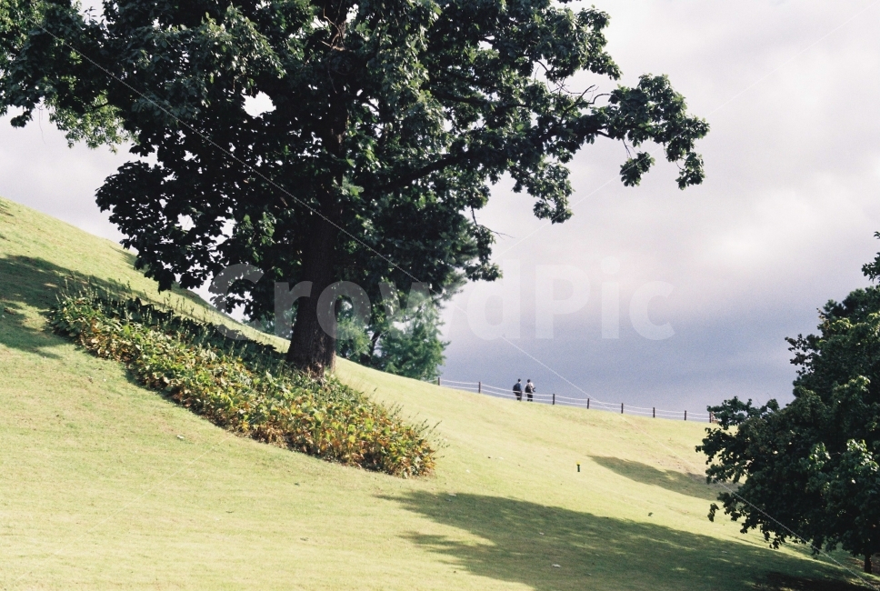 자연,나무,올림픽공원,필카,감성,필름,자연,풍경,nature,landscape,tree,plant,식물,grass,잔디,field,들,outdoors,옥외