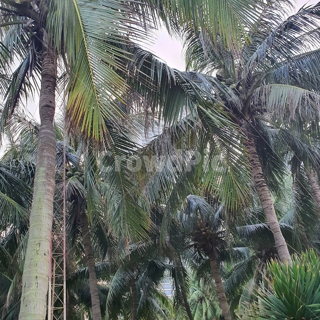 plant,식물,나무,tree,야자수,palmtree,자연,nature