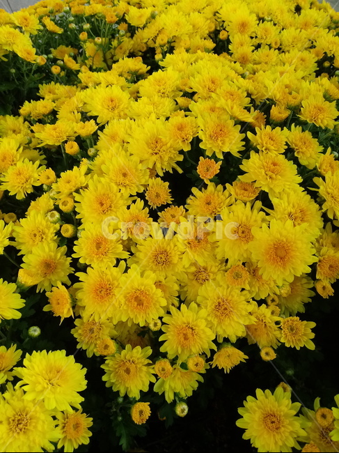 식물,국화,노란색꽃,plant,꽃,chrysanthemum,다년생초본식물,국화꽃,식물,자연,plants,nature,꽃,flower