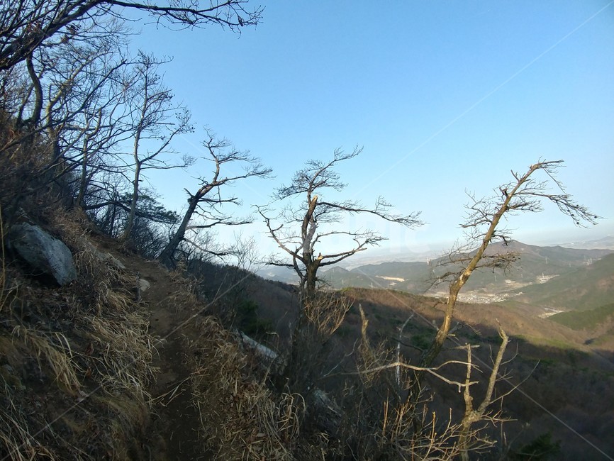 고사목,죽은나무,나무,소나무고사목,고지대