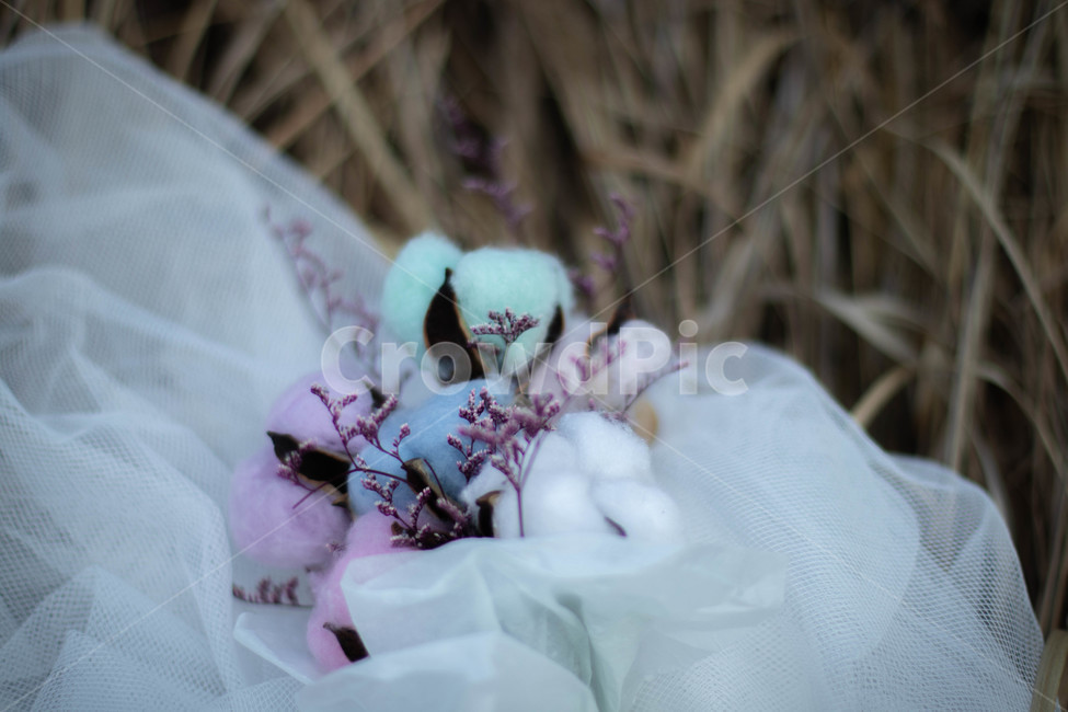 plant,식물,면사포,목화,꽃다발,cotton,veil,grass,풀,목화꽃다발,목화꽃