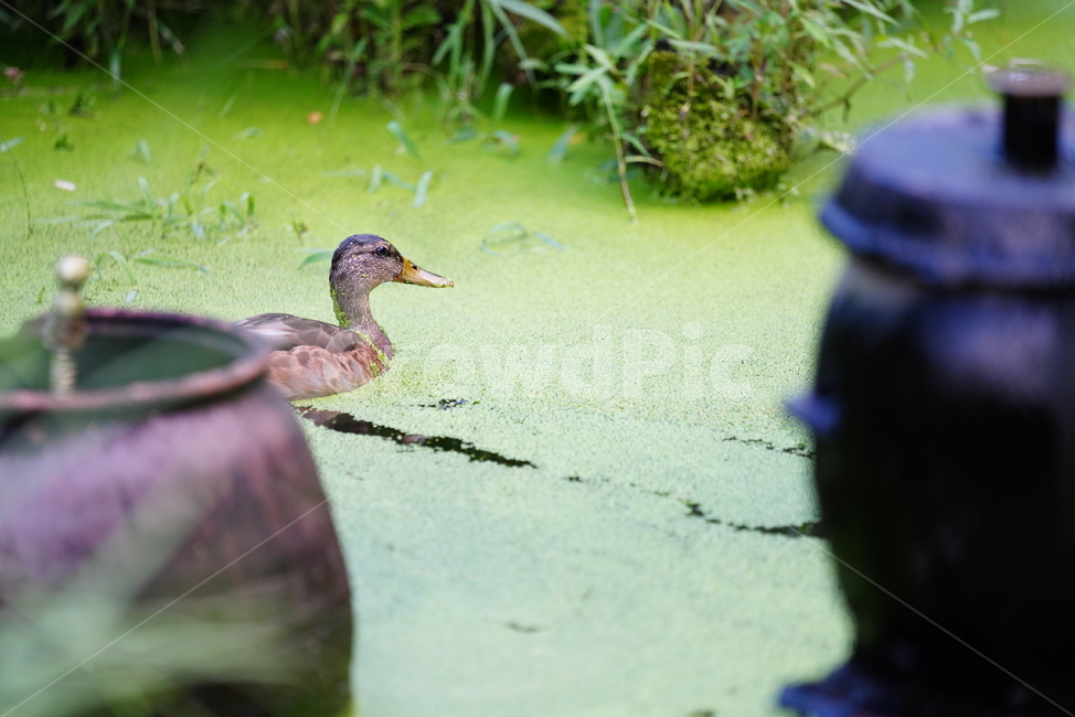 오리,생물,bird,새,animal,동물,duck,조류,새,birds
