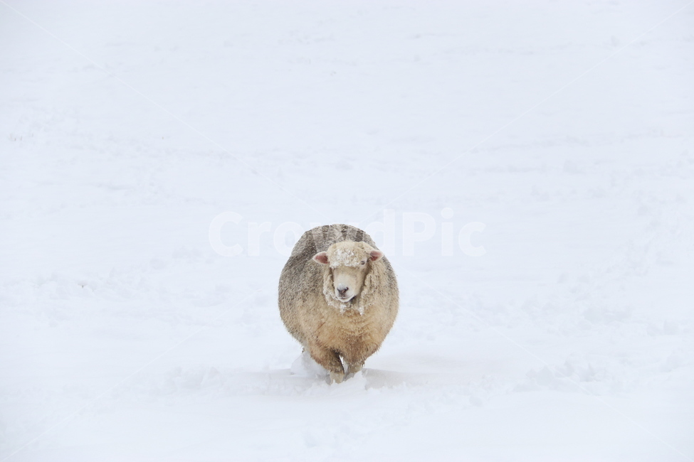 눈,겨울,양,winter,snow,목장,강원도,고요,겨울,계절,winter,season,동물,animal,포유류,mammal