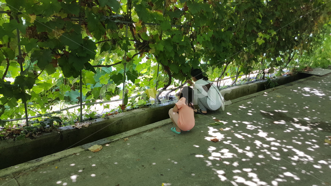 푸르름,초록잎,구경,산책,맑음