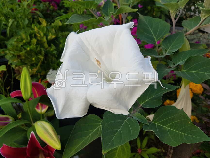 천사의나팔,angelstrumphet,엔젤트렘펫,흰꽃,꽃,식물