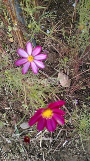 꽃,식물,flower,이쁘다,화려한,식물,자연,plants,nature,꽃,flower